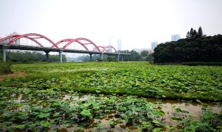 深圳荷花公园在哪里